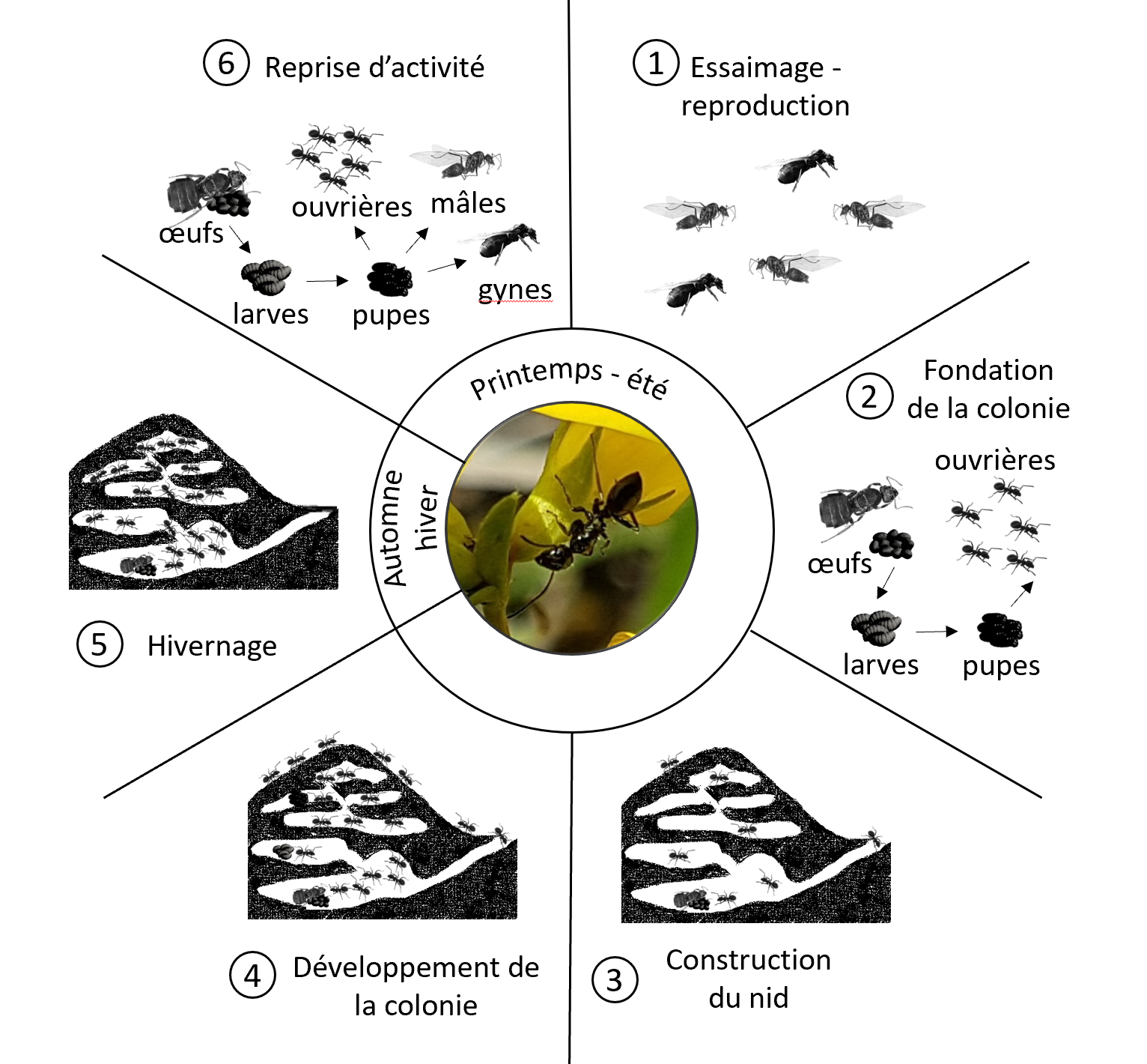 Cycle biologique de la Fourmi noire des jardins Lasius niger Exploratory Ecology