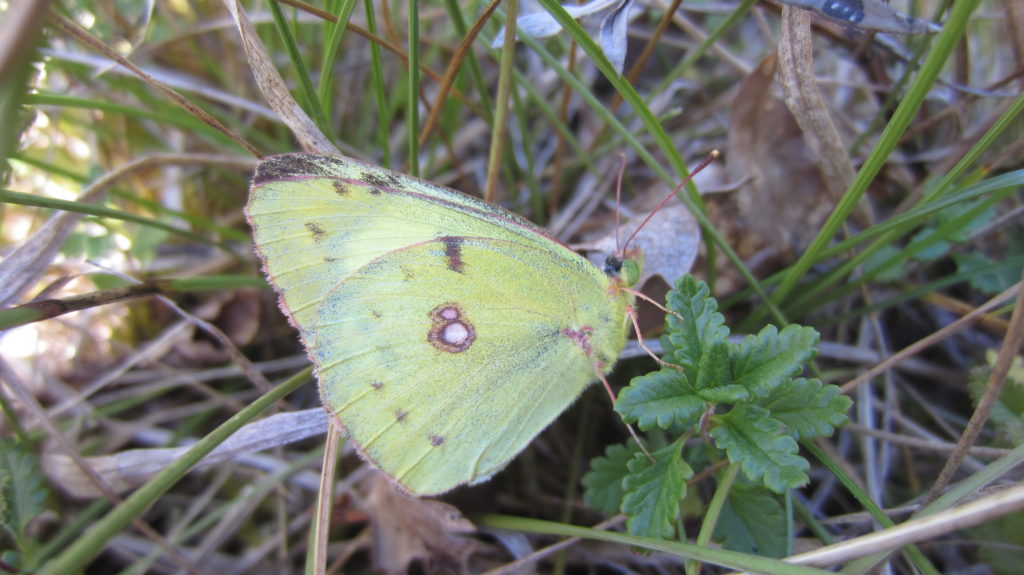 L’attribut alt de cette image est vide, son nom de fichier est Colias-alfacariensis-1024x575.jpg.