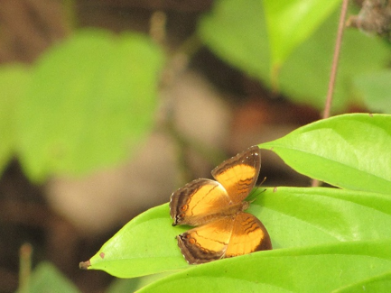 L’attribut alt de cette image est vide, son nom de fichier est Junonia-terea.png.