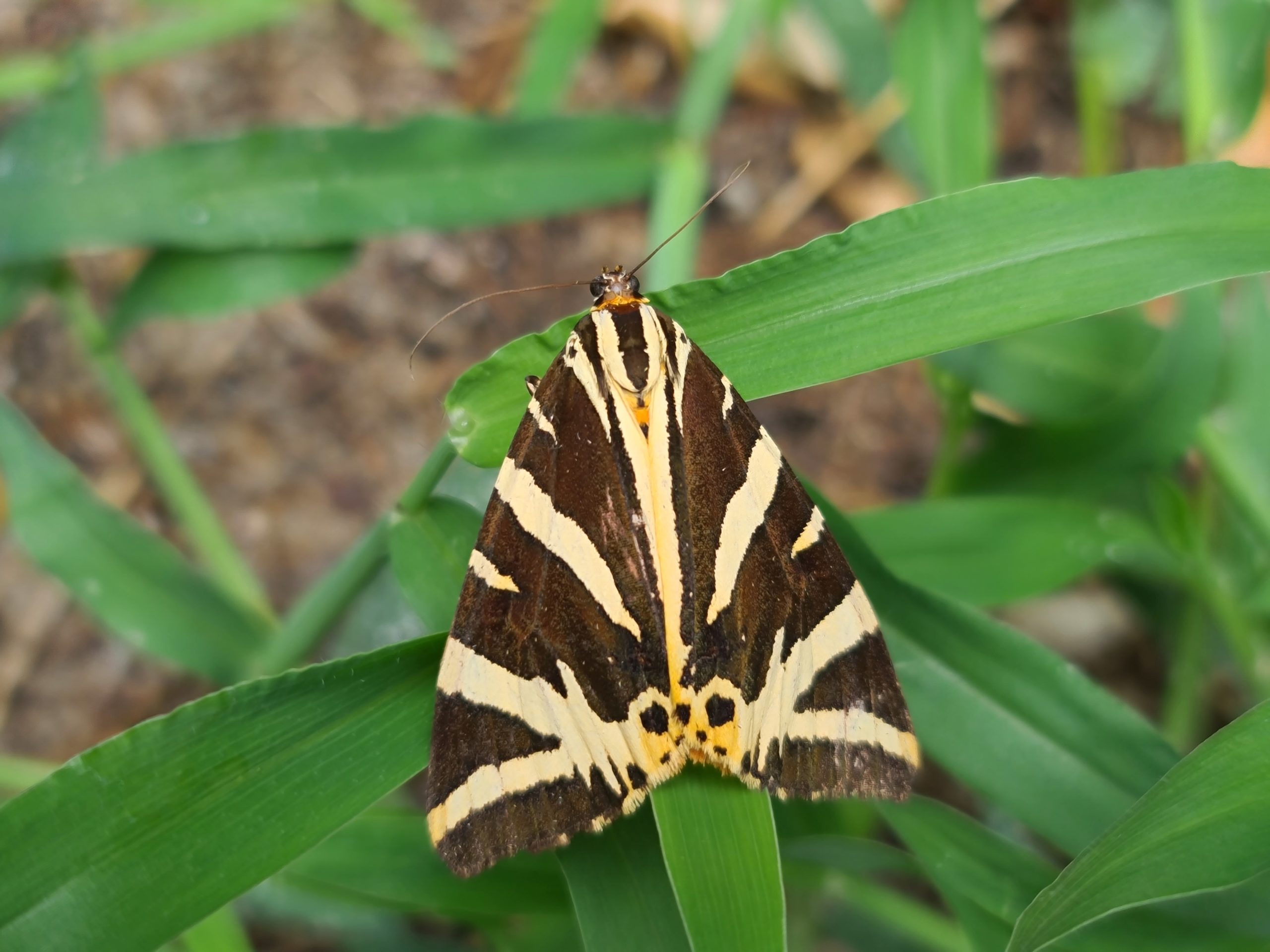 d-couvrir-les-papillons-l-caille-chin-e-exploratory-ecology