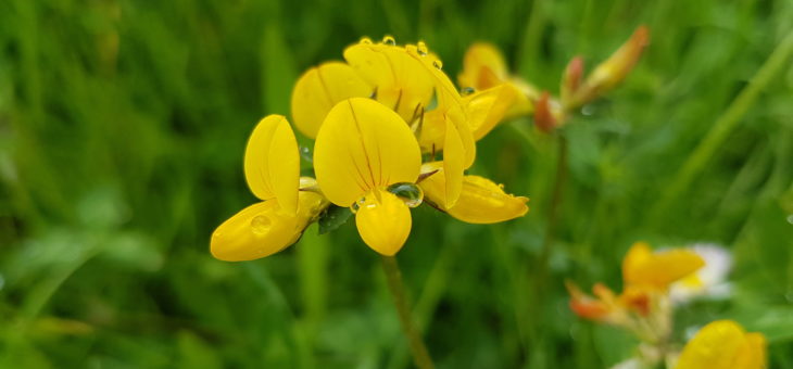 Studied species Lotus corniculatus