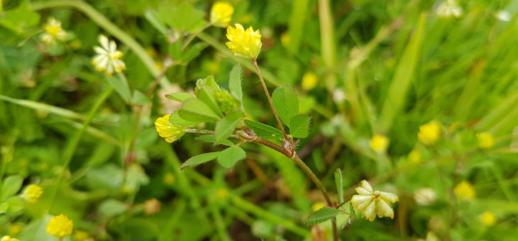 Planifier son jardin écologique