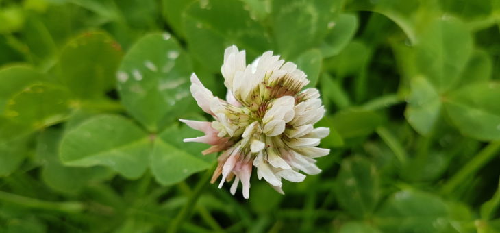 Espèce étudiée Trifolium repens, Trèfle blanc
