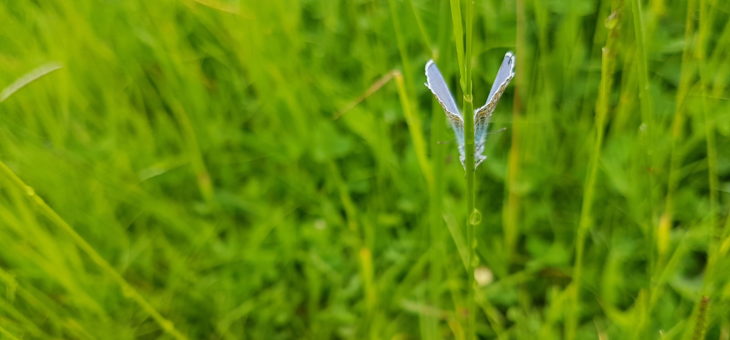 What is this butterfly?