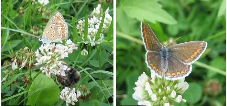 Facebook survey : favorite butterfly photo