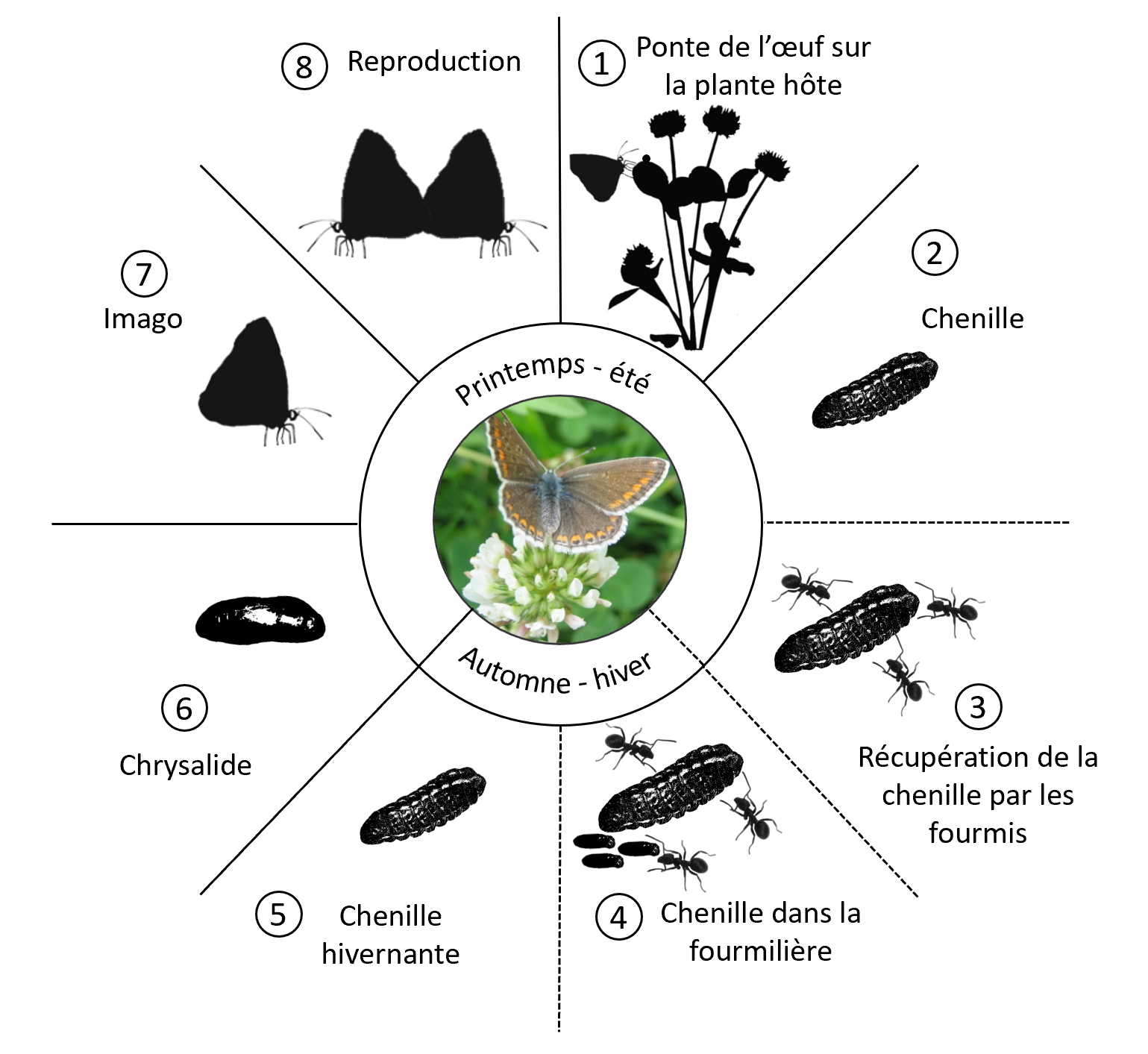 Les étapes De La Métamorphose Du Papillon Cycle biologique du papillon l'Azuré commun - Exploratory Ecology