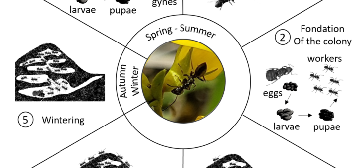 Life cycle of the Small Black Ant Lasius niger