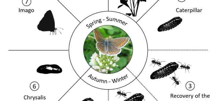 Life cycle of Common Blue butterfly