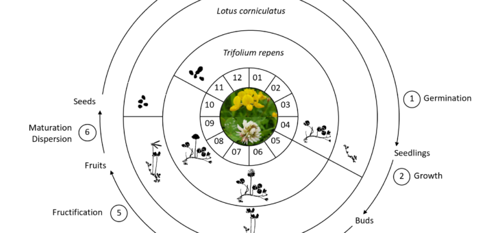 Life cycles of host plants of the butterfly Polyommatus icarus