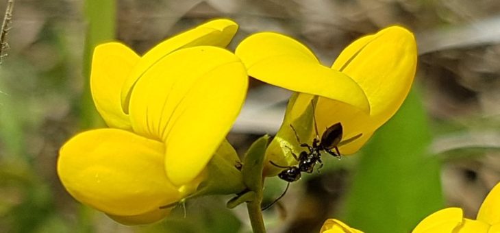 An ant observatory project for a school funded!