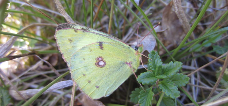 Discover butterflies in France : The Berger’s Clouded Yellow