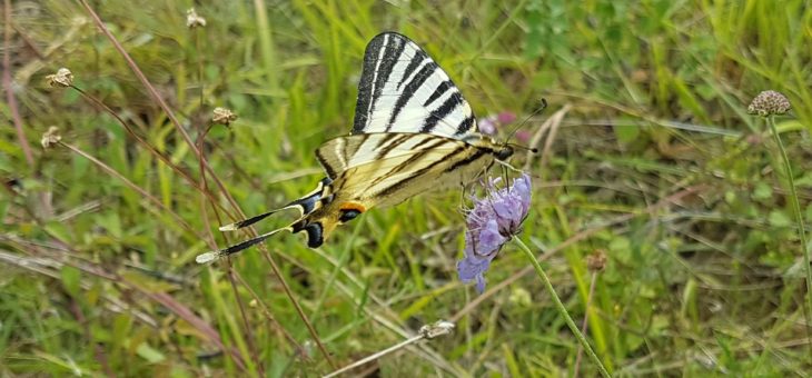 DISCOVER BUTTERFLIES : Scarce Swallowtail