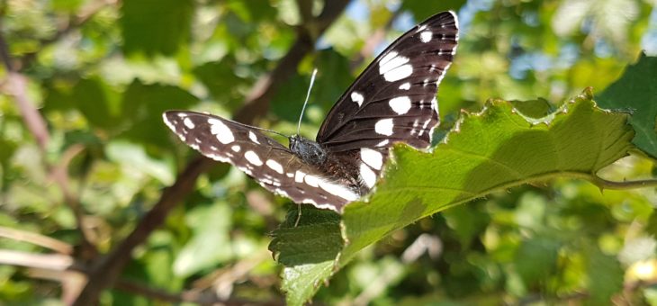 La Fête de l’enfance et la biodiversité