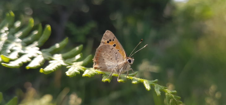 Discover butterflies : The Small Copper