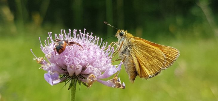 DISCOVER BUTTERFLIES : The Large Skipper