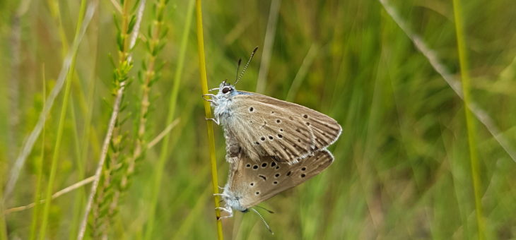 Discover butterflies in France : Phengaris alcon