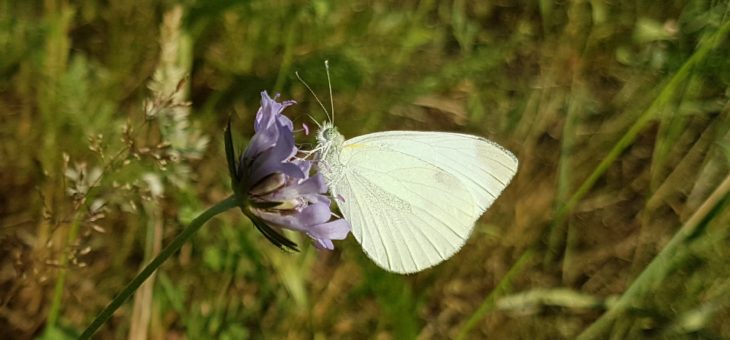 Discover butterflies : The Small White