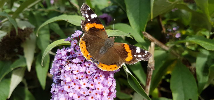 Discover butterflies : The Red Admiral