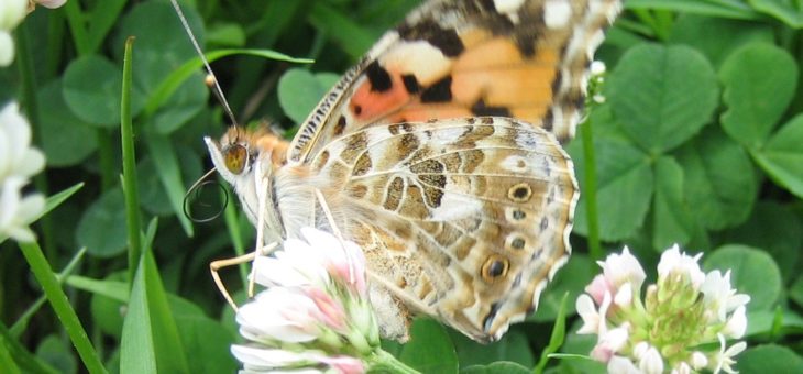 Discover butterflies : Painted Lady