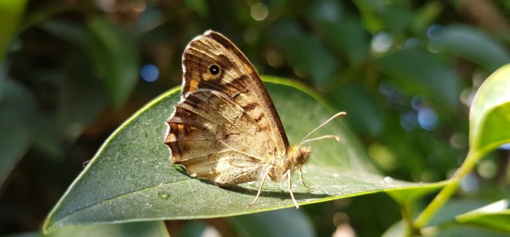 Discover butterflies : The Speckled Wood