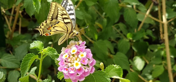 Découvrir les papillons : le machaon