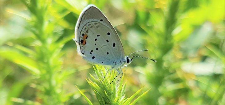 Discover butterflies : The short-tailed Blue