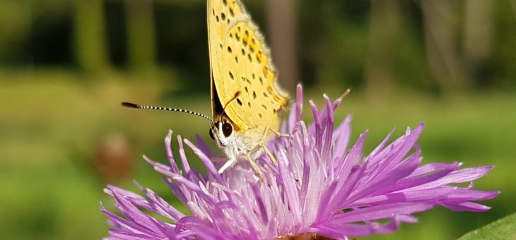 Découvrir les papillons : Le Cuivré fuligineux