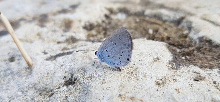 Découvrir les papillons : Azuré de la Faucille