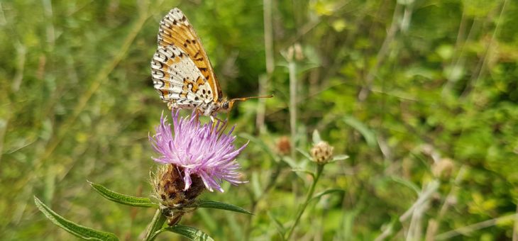 Découvrir les papillons : La Mélitée orangée