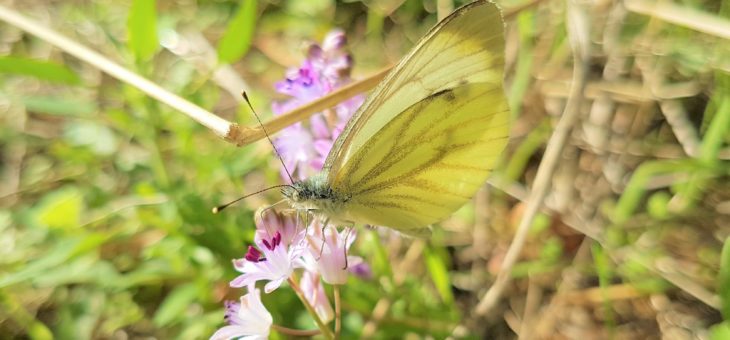 Discover butterflies : The Green-veined White