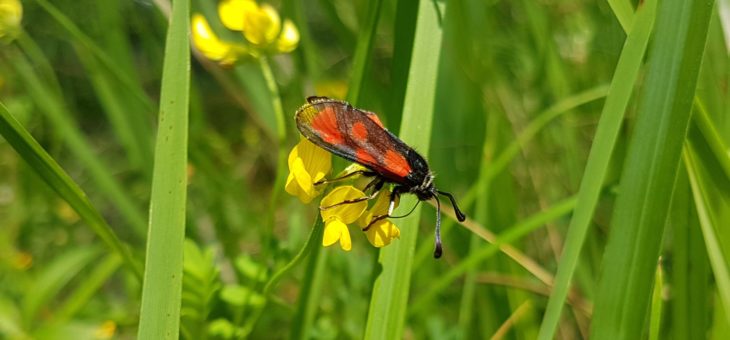 Discover butterflies :  Zygaena loti