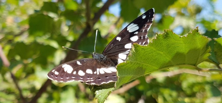 Discover butterflies : The southern white admiral