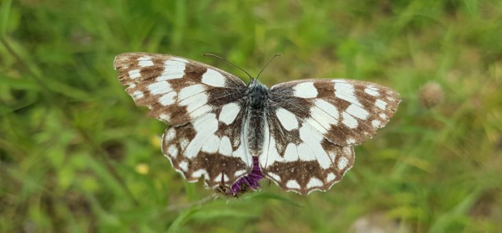 Discover butterflies : The marbled white