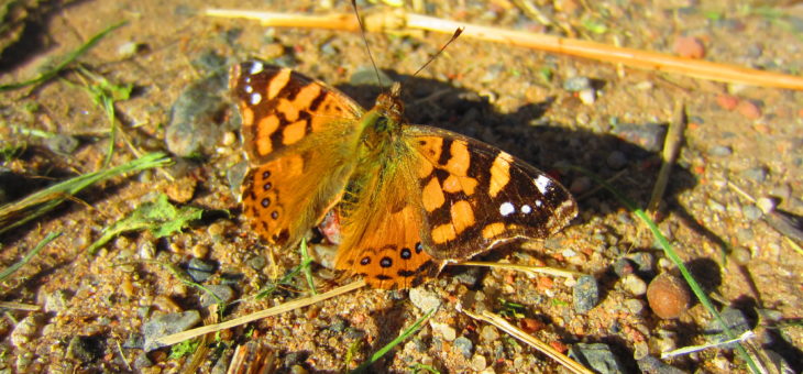 Discover butterflies : Vanessa carye