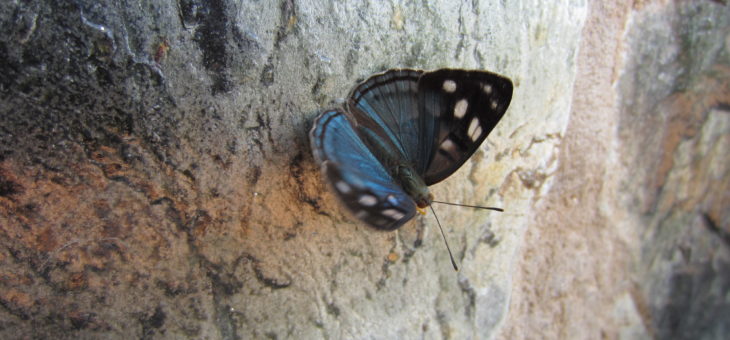 Discover butterflies of the world : Dynamine sara