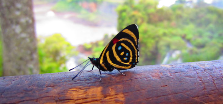 Discover butterflies of the world : Callicore hydaspes