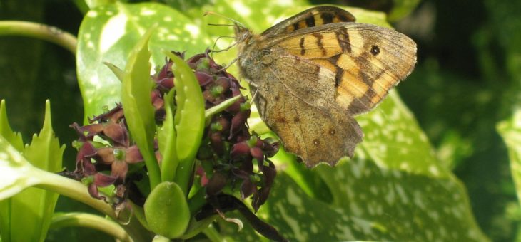 Discover butterflies : The Speckled Wood