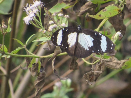 Papillons au Nigeria : Amauris niavius
