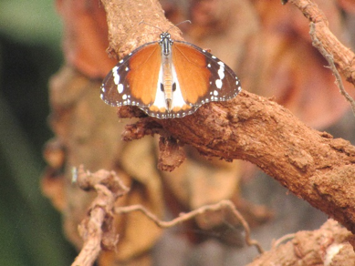 Butterflies project in Nigeria : Cross River National Park