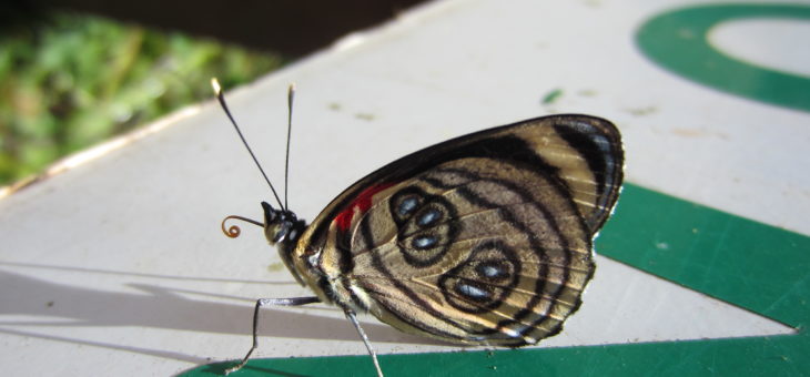 Découvrir les papillons du monde : Paulogramma pygas