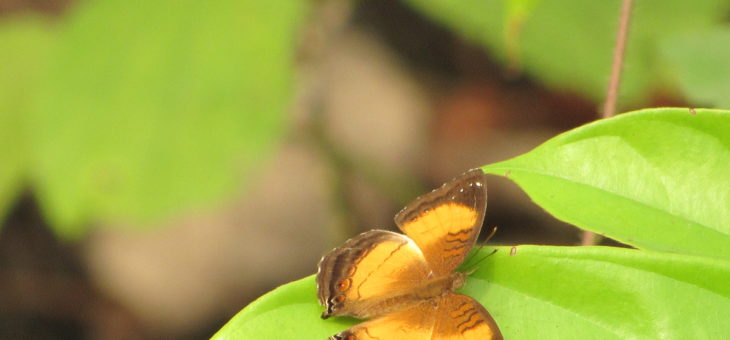 New project : Butterflies in nigeria