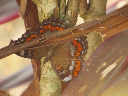 Butterflies in Nigeria : Precis octavia