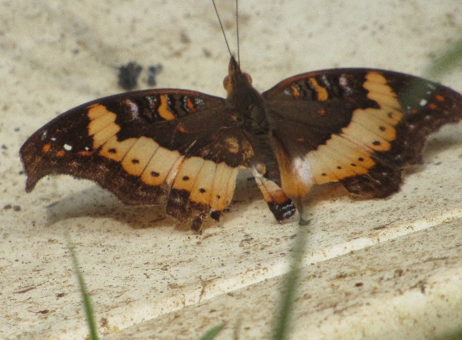 Discover butterflies of Nigeria : Precis pelarga