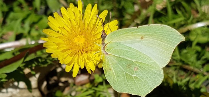 Discover butterflies in France : The Brimstone