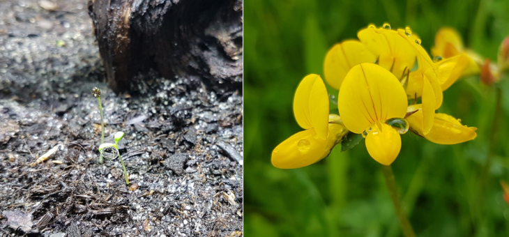 Seedlings of the Common Bird’s-foot-trefoil