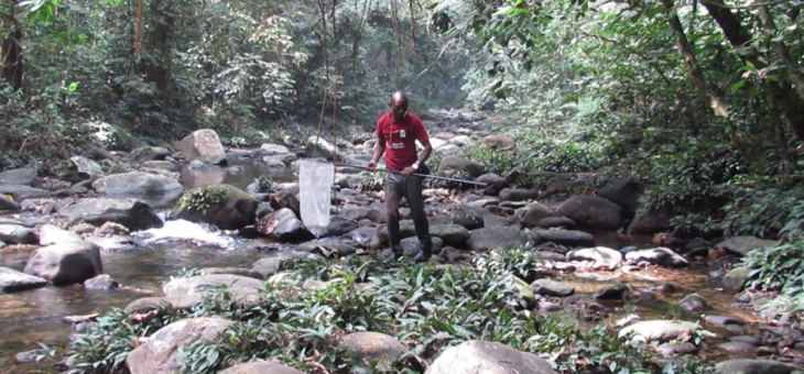 Observation des papillons sur le terrain au Nigeria