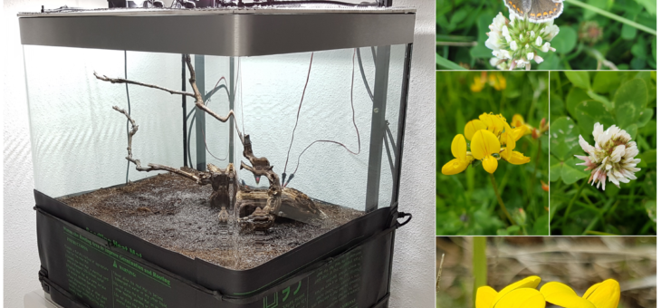 Recréer la relation papillons – plantes – fourmis en milieu clos