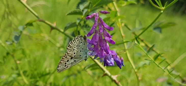 Discover butterflies in France : The Large Blue