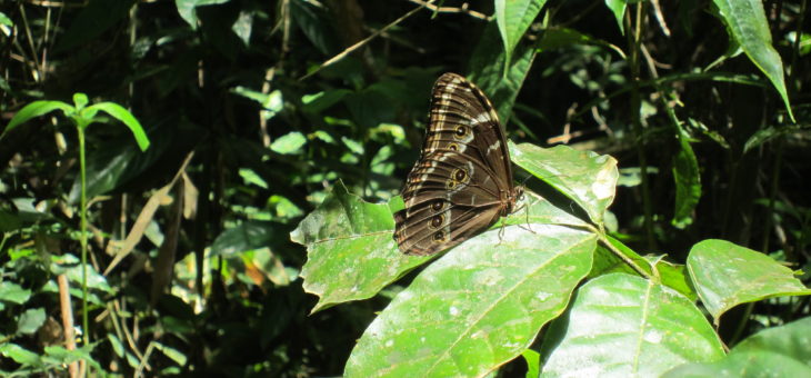 Découvrir les papillons du monde : les Morpho