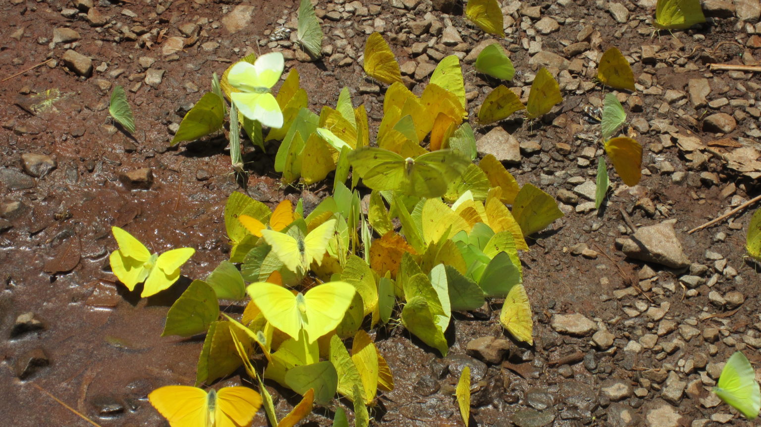 What is the powder on the wings of butterflies? Exploratory Ecology